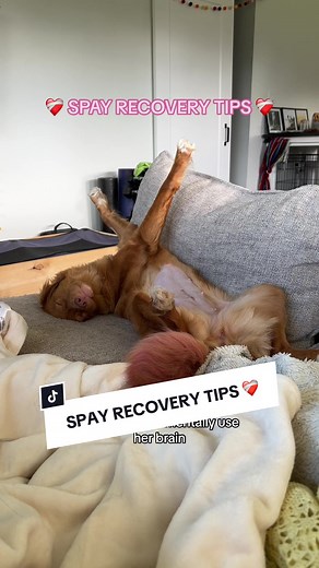 Spay Recovery Tips for your Dog - Helpful Advice and Aftercare