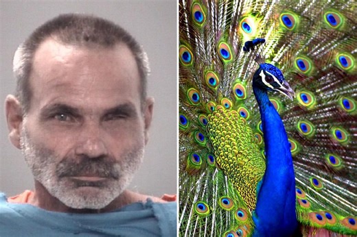 Florida man arrested for allegedly killing, cooking, and eating pet peacocks in bizarre revenge plot
