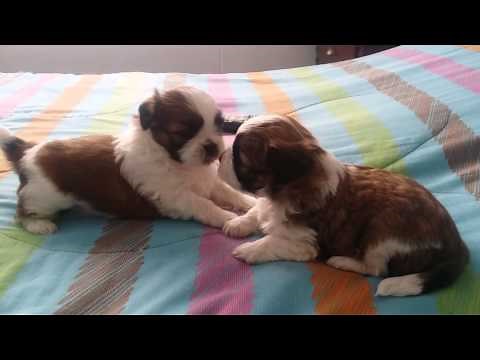 Cachorros shih tzu jugando un mes de nacidos