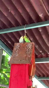 Parrots Playing & Mischief: Funny Bird Moments