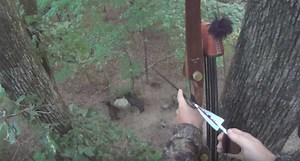 Louisiana Hog Hunting with Traditional Archery Gear