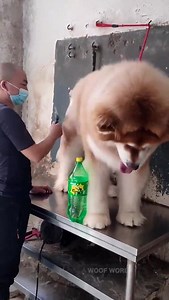 Quién quiere un 🐕 Gigante Alaskan Malamute ❓ | Animalistas Unidos Guaymas Empalme