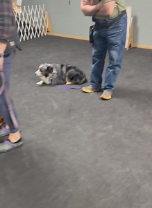 31 reactions | emBARK on Reels | Facebook