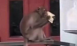 Macaque disrupting Saigon's neighborhood captured - VnExpress International