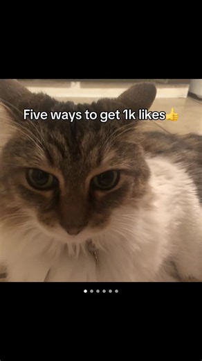 Five ways to get 1k😲🤯#catsoftiktok #waystoget1k#cattok @QueenBellaTheFluffball #