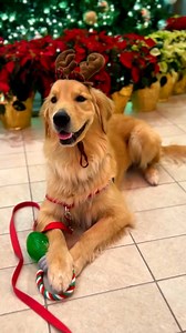 10K views · 227 reactions | There’s the nice list, the naughty list, and the goodest girls list. You know where they are.  | Royal Caribbean Crown & Anchor Society | Facebook