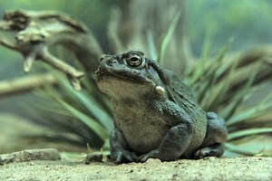 Psychedelic Toad Hunters Are Under Attack by Mexican Cartels
