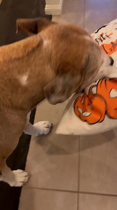 Dog Greets Trick-or-Treaters with a Pillow Present 🐾🎃 | Amos Pearce