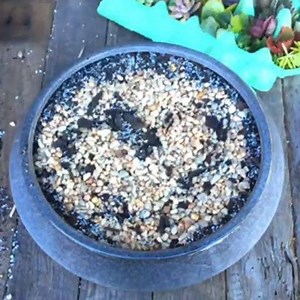 💚SUCCULENT HEART💚 🎥seductivesucculents | Succulent Plant ID