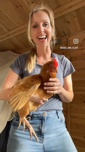 Trimming chickens wings Chickens can’t fly like other birds, but with enough motivation they can flap their wings hard enough when they jump to clear a fence to destroy your flower beds! So trimming their feathers in order to keep them contained and safe from predators in your garden is often necessary. A chickens wing has about 10 long feathers, called the primary feathers. After the first inch, these are hollow and do not have any blood vessels in and so cutting them on this ‘dead area’ is pai