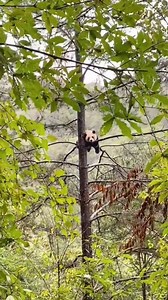 18K views · 166 reactions | Check out the amazing survival skills of wild giant pandas. #panda #wildpanda | Shanghai Daily 上海日报 | Facebook