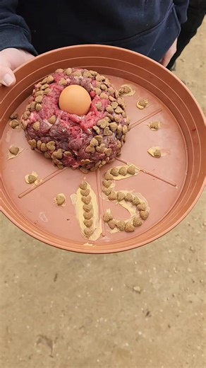 Happy 15th birthday Luey! 🐕 The oldest dingo at Halls Gap Zoo, Luey has stolen the hearts of everyone she's met in her 15 years. Known for being an absoute sweet heart, she never fails to put a smile on our keepers face. To show our appreciation for this gorgeous girl, our keepers threw took her an afternoon walk and then threw her a birthday party!! 🎂 #visitmelbourne #visitvictoria #hallsgapzoo #visitgrampians #grampians #thegrampiansway #Victoria #dingo | Halls Gap Zoo