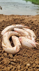 Unbelievable technique catching big carp fish #fish #fishing #video #reels | Only Fishing