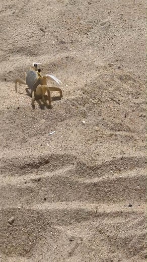 OBX Crab Rescue. These guys are fast. The sand was hot and he needed water! #obx #obxnc #obxlife #crabs | Rebecca JS