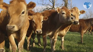 5.1K views · 49 reactions | Milk dumped in fields, cattle prices plunging, steaks stay expensive, as farmers struggle with virus | Nation | Facebook