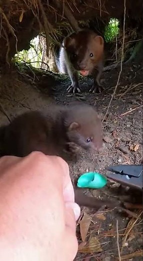 Hands Twisting Crate Strap in a Tight Forest Den