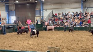 Swine Show at Campbell County Fair campbell_county_fair | CAM-PLEX | Facebook