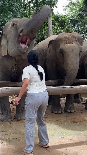 Understand how does it feel if you miss last minute gaol 😂❤️🐘 #elephant #keffamily #kef #chimean