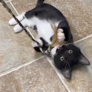 The Simon Foundation, Inc. on Reels