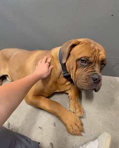 Brightside Animal Center on Reels