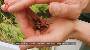 This Cyborg Dragonfly Is the Tiniest Drone