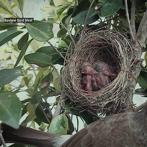 16K views · 820 reactions | Bulbul babies are so hungry, Mother feeding | Black Francolin bird sound | Review Bird Nest | Facebook