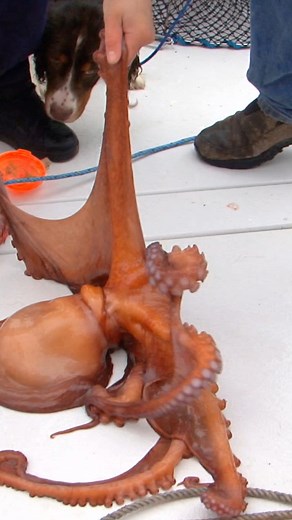 Pacific octopus 🐙 crawled into our shrimp pots 🦐 for an easy snack. #fishing #Alaska #octopus #shrimp #Valdez | Alaska Outdoors Television