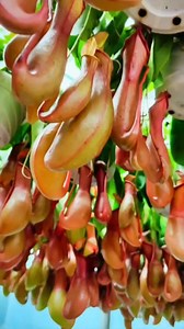 3.6K views · 65 reactions | Nepenthes alata ❤️ #nepenthesalata #nature #fyp #fypシ #foryou #foryouシ #funny #fun #reelschallenge #reelitfeelit #reelsfacebook #reelsfypシ #reelsfacebook #viralreelsfb #viralreels #highlights #highlightseveryone #highlight #comedy #follow #followme Follow To Follow Group | Nature Lover | Facebook