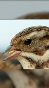 Rustic bunting bird peeling a wheat grain with its beak. #bird #rustic #animalvideos Everyone can support our page with a donation (even $1 will help us in development). And we will continue to delight you with interesting videos. PayPal for donate: https://www.paypal.com/donate/?hosted_button_id=E88MY4RF5CXNU Thanks! | Animals Videos