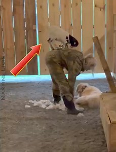 17K views · 457 reactions | Hilarious Goat Clips | Gotvim BG | Facebook