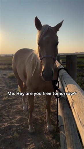 Horse math: $5 coffee = too expensive. $500 vet bill = casual Tuesday. 😂 | Bluebonnet