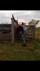 Watch this Cowboy wrestle this cow down with his bear hands!!😳😳 - - - - Credit: @joaco_martin10 - - - - #viraloutdoors #nature #cowboys #farming #cows #wildlife #sustainableliving #farmlife #cowwrestling | Viral Outdoors