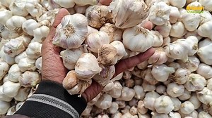 43K views · 1.2K reactions | 17 जनवरी 2025 दलौदा मंडी से नई लहसुन का भाव | Nai Lahsun Ka Bhav | Daloda Mandi Bhav #garlicpricetoday #lahsun #garlic #garlicwholesalemarket #nailahsunkabhav #ootylahsunkabhav #mandsaurmandibhav #neemuchmandibhav #pipliyamandibhav #dalodamandibhavtoday #ootylahsunkabhav #TodayMandiRate | Kisaan Helpline | Facebook