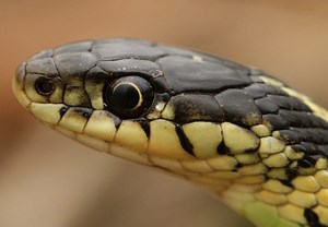 3 Types of Garter Snakes in Minnesota! (w/ pics)