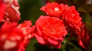 Des roses rouges. Des fleurs. Roses : vidéo de stock (100 % libre de droit) 1074782861 | Shutterstock
