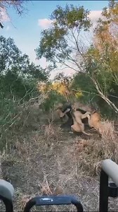 Teamwork always gets the job done precisely and accurately. These hungry lions understood the assignment. With combined efforts, they managed to overthrow a huge buffalo. Their strategic bites, like those to the throat and belly area of the buffalo 🐃 were both painful and weakening, which made it vulnerable to the hungry lions. KUBWA FIVE Safaris can help ensure a fantastic and well-organized safari adventure in any of these African countries; Uganda, Kenya Tanzania, Rwanda, Burundi, Ethiopia,