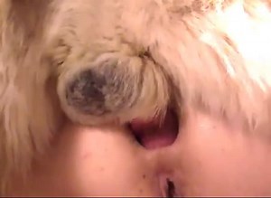 Caledonian christmas fun