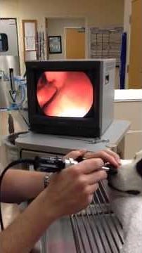 Foxtail Removed From Nose