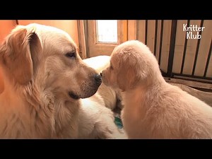 Why Mother Retriever Dog Denies Her Own Pups? (Part 2) | Kritter Klub