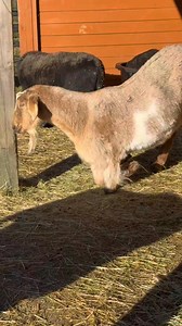 The Happy Herd Farm Sanctuary on Reels