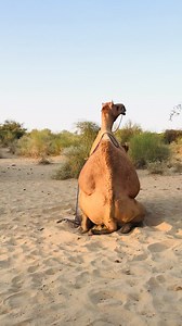 3.4K views | Male_and_female_camel_ Male_is_enjoying_#video_#shorts Female camel sounds #shortsviral. Camel_is_eating_a_beautiful_tree_of_desert_Tharparkar. Camel_eating_a_beautiful_tree_of_tharparkar_desert #camel #tharlovr #Camellife #reelsypシ Camel Life #Camellife #shortsviral #camel # tharlovr #reelsypシCamel Life #fbreelsfypシ゚viralシ #fb #fbreelsfypシ゚viralfbreelsfypシ゚viral #fbpost | Camels Vilog Pakistan | Facebook