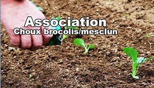 Parcelle 71,  le jardin potager bio - Le jardin potager bio