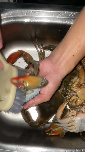 Con cua cái bị hôi ở vị trí nào nhiều nhất?