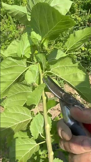 pruning a mulberry tree to grow as straight as possible