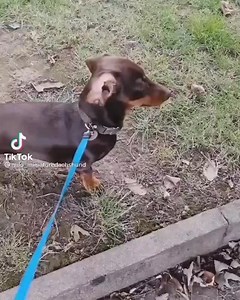 🤏👂 | Dogfight Story