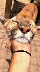Purrs from Cheyanne 😻 #puma #cougar #purr #purrs #bigcat #bigcats #purring | Single Vision, Inc.