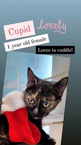 Rio Grande Valley Humane Society on Reels | Facebook