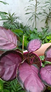 Calathea Crimson 🌿🩷 Brightens spaces with its colorful foliage and graceful charm. #calathea #plants #plantas #plantbased #plantlover #Amazing #reels #viral #garden #gardening #homedecor #decorandbeauty #beauty #indoorplants #houseplants #fyp #foryou | Decor & Beauty