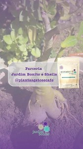 Passo a passo com a Sheila: como adubar sua Rosa do Deserto com...