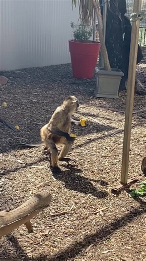 Happiness is a handful of corn 🌽 #spidermonkey #hallsgapzoo | Halls Gap Zoo